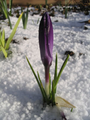 Flower in the snow